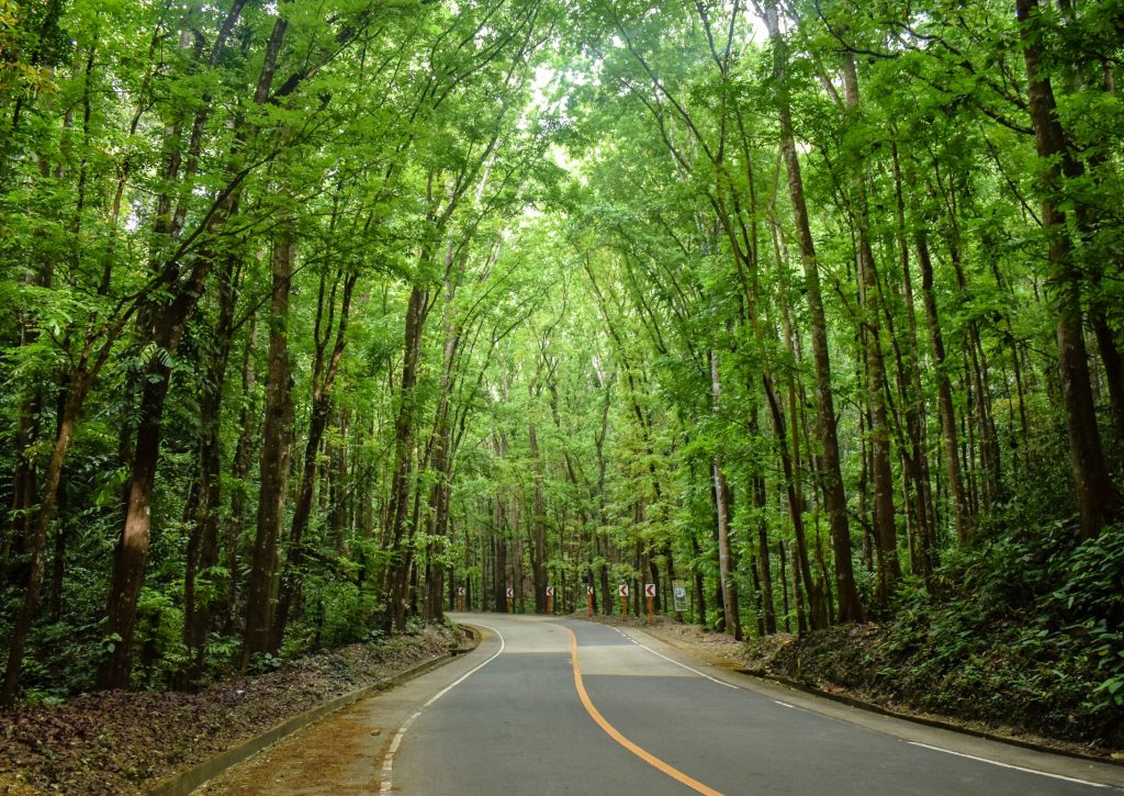 Bilar_man-made_Forest